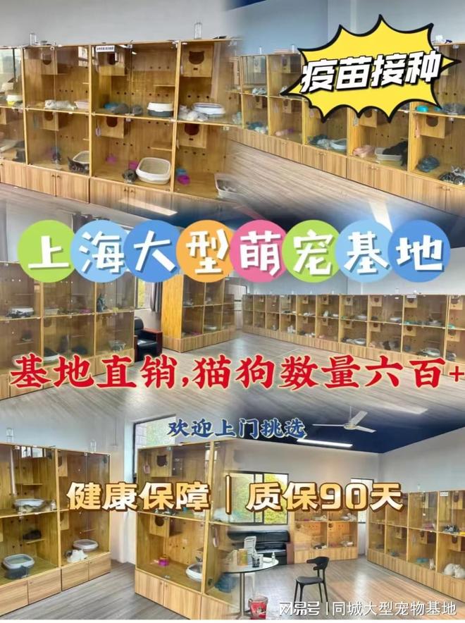 上海哪里可以买宠物猫狗？安全可靠可实体店挑选心仪的宠物！