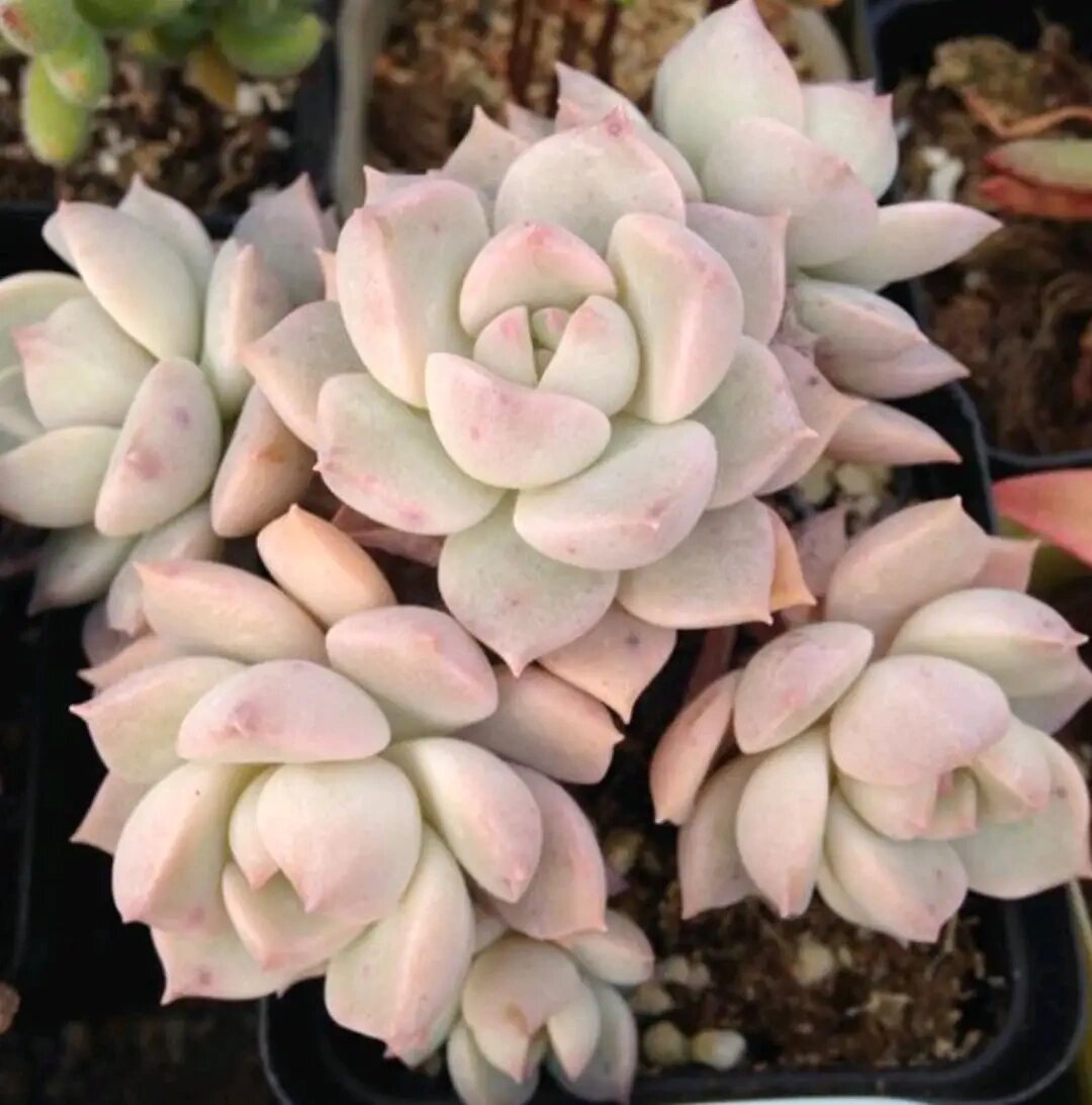 竞彩足球比分投注技巧解析 这些类数据才是关键